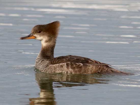 Bebek Crested